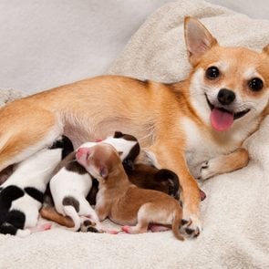 A dog smiling and laying with puppies