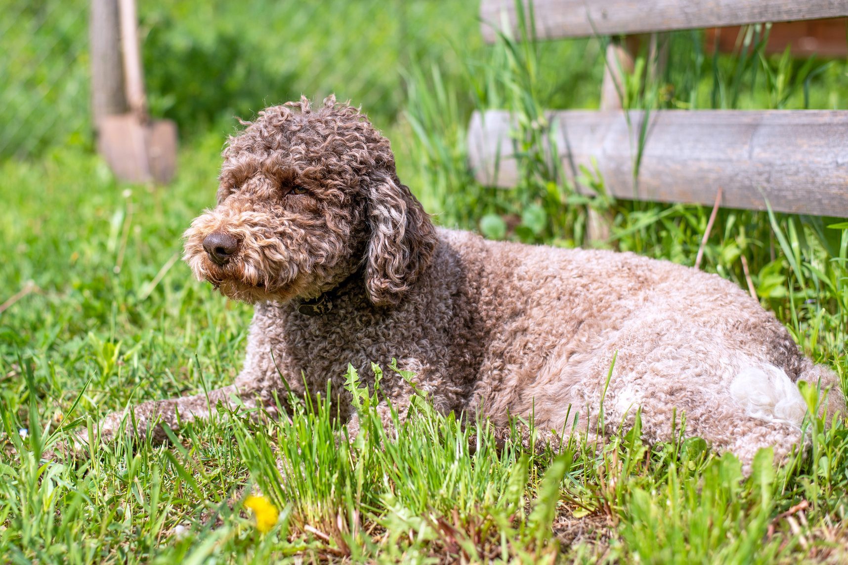 Lagotto romagnolo cute dog lying in the grass