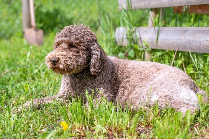 Lagotto romagnolo cute dog lying in the grass