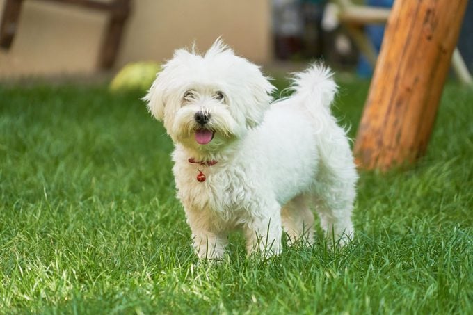 An adorable portrait of a havanese maltese puppy on green grass in a vibrant summer backyard.