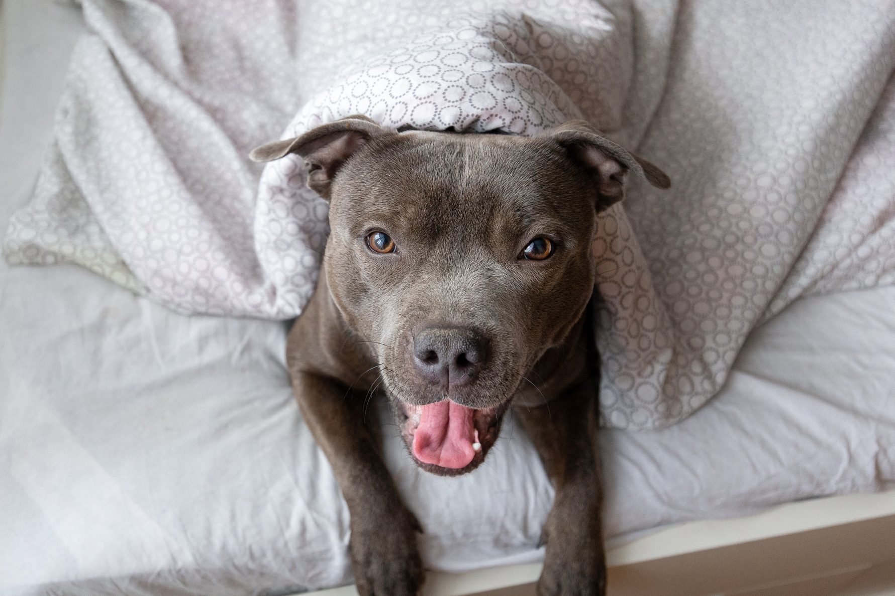 Are Pit Bulls Dangerous? Experts Debunk 8 Myths About The Dogs