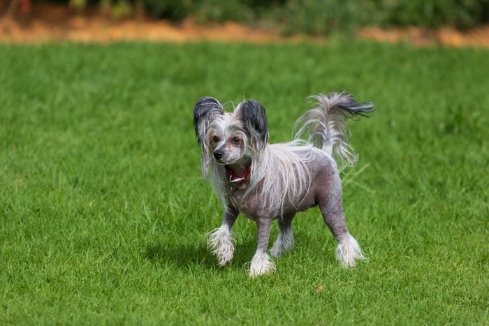 Chinese Crested Dog having fun at the dog park