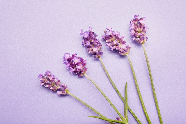 High angle view of lavender stems in a row on purple background