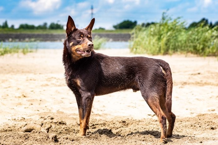 Autralian kelpie dog breed in the sand on the background of the river and greenery