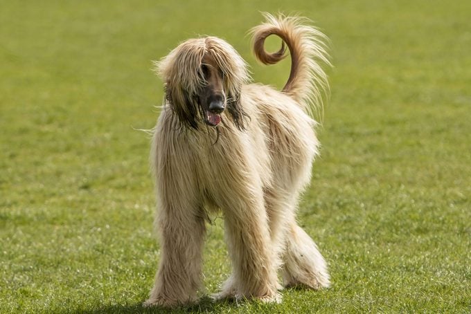 Long Hair Of The Afghan Hound.