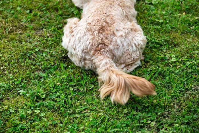 High angle view of rear end of a light red coat young Cavapoo lying on a lawn.