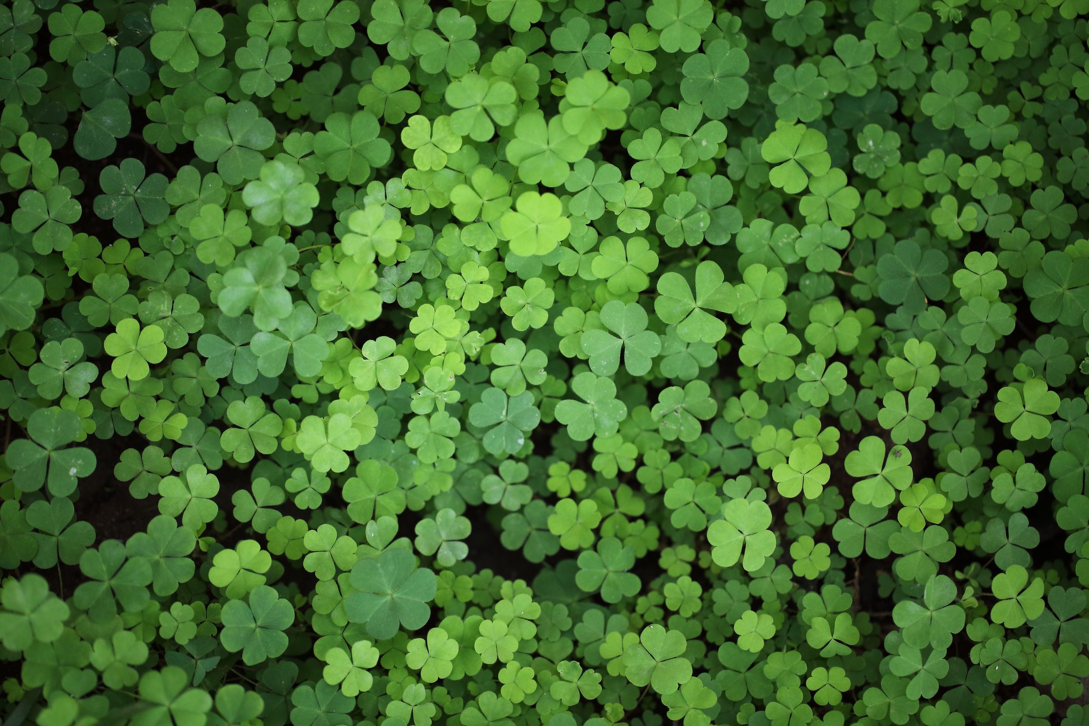 Why Are Four-Leaf Clovers Lucky? 2024