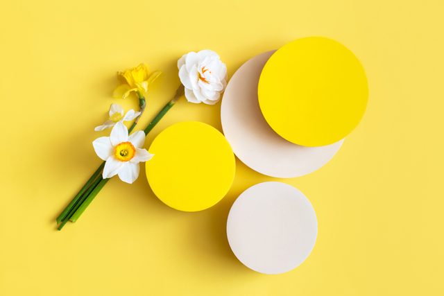 Abstract minimal scene with yellow geometrical forms, flowers narcissus on yellow background. Stylish summer, spring background for presentation. Showcase, display case. Flat lay, top view,copy space.