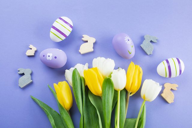 tulips, easter eggs and bunnies on a purple background. flat lay.