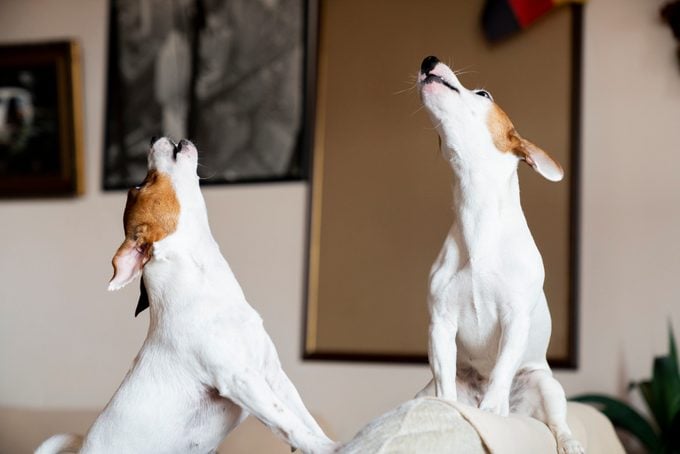 two jack russel terrier dogs howling