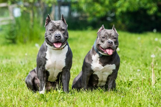 Blue hair American Staffordshire Terrier and American Bully dogs sitting on grass looking at camera