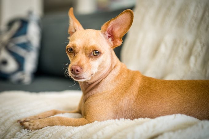 Portrait of chihuahua sitting on bed at home