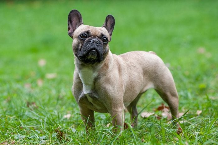 French Bulldog on the grass. Portrait