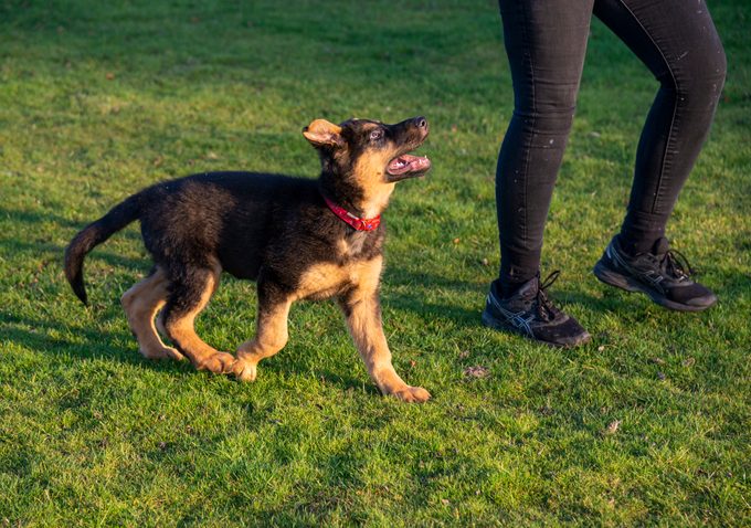 Little German Shepherd puppy following his owner