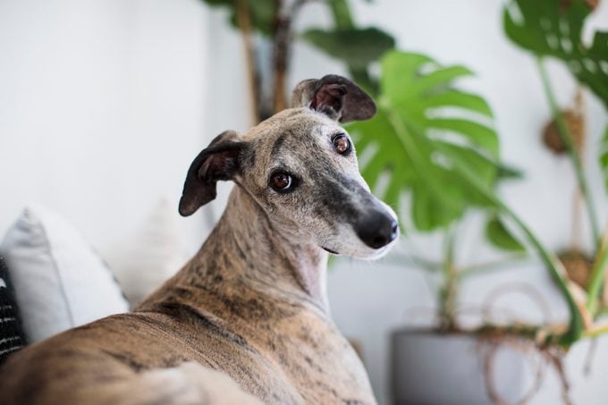 greyhound dog at home