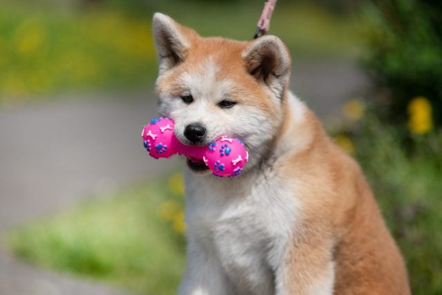 Akita Inu puppy portrait with a toy