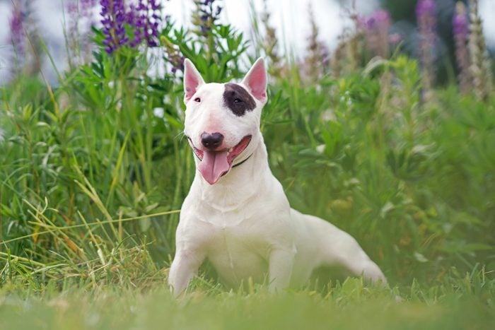 White with a brown patch Bull Terrier dog posing outdoors lying down in a green grass with violet lupine flowers in summer