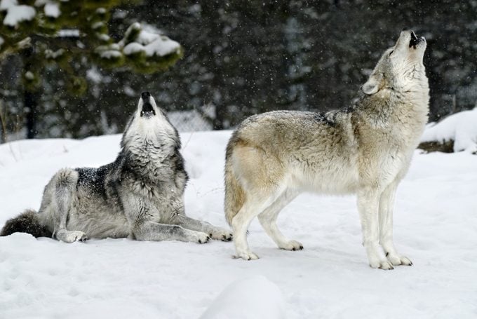 two wolves howling during a snow storm