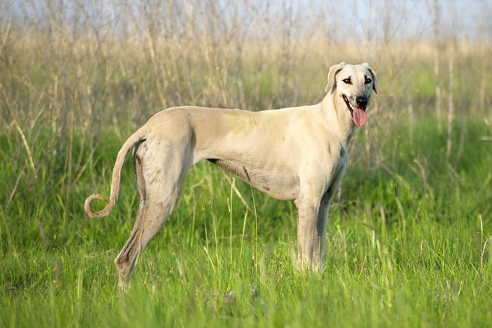 Arabian Greyhound (Sloughi)