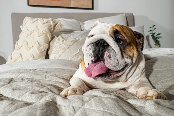 Dog. An English bulldog. Smiling cute purebred dog on the bed. Pets