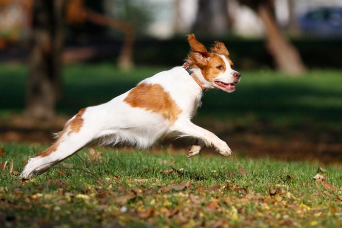 Brittany spaniel dog happily playing in park