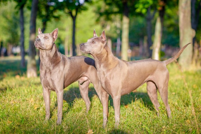 Two Thai Ridgeback dogs