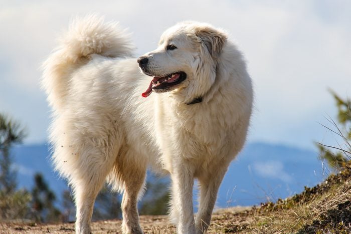 Great Pyrenees Gettyimages 502036997 Ssedit