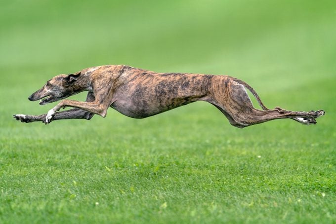 Greyhound Jumping Over Grassy Field