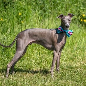 Italian Greyhound Dog Standing In A Meadow With A Bow Tie On In The Spring Weather