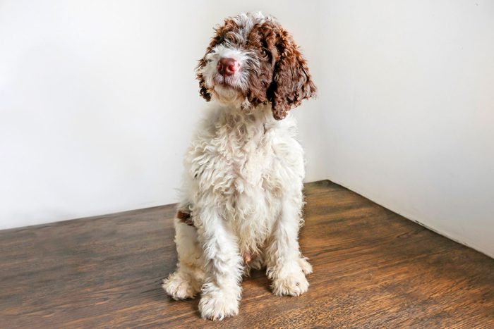 Lagotto Romagnola Puppy Seating On A Wooden Floor