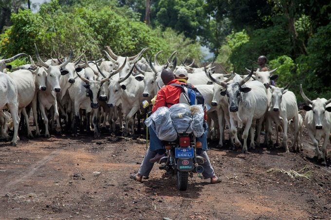 Men sitting on bike in front of herd of Bulls