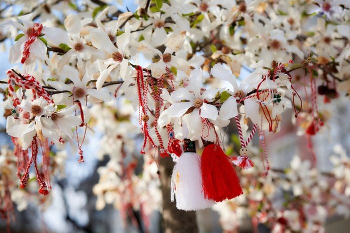 Red And White Martenitsa Or Martisor Bracelets Hanging On The Branches Of The Blooming Tree Bulgarian And Romanian Spring Tradition