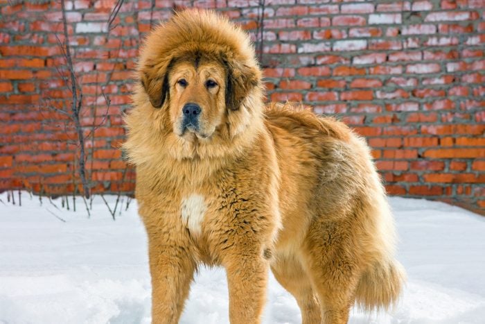 Tibetan Mastiff Stands In Snow Against Brick Wall