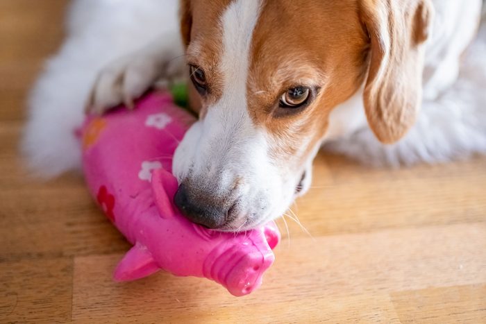 Beagle dog biting and chewing on rubber toy on a floor.
