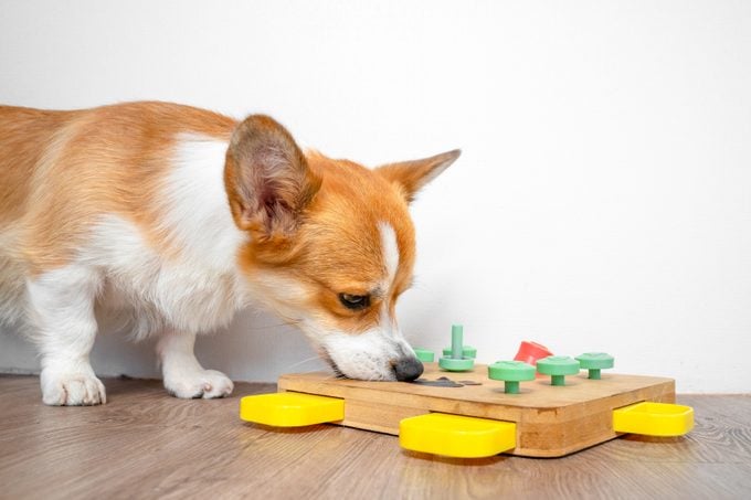 Corgi dog play with educational toy