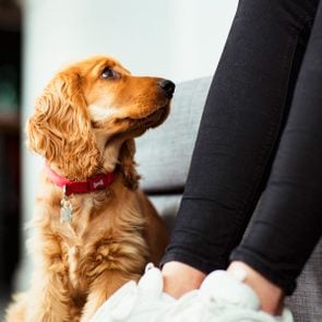 A close up of a cocker spaniel puppy sitting on the floor indoors, staring up at person