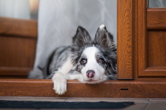 Portrait Of Dog Lying In Doorway
