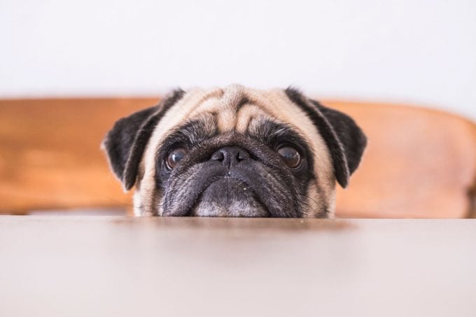 Pug's head leaning on tabletop