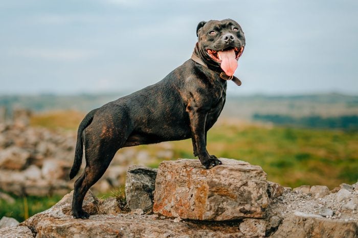 Staffordshire Bull Terrier Stood on a Wall