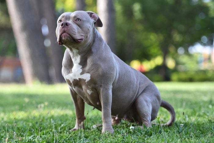 A serious american bully dog in the green field