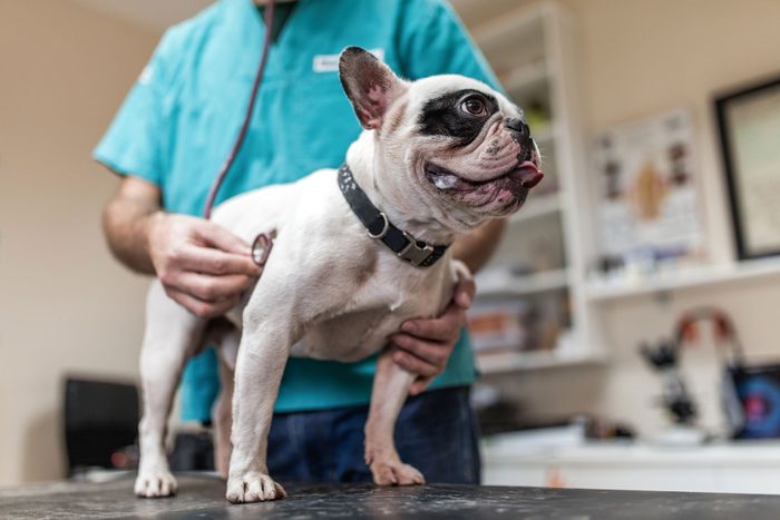 Bulldog being examined by unrecognizable vet at animal hospital