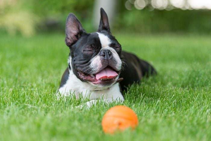 Closeup image of a Boston terrier dog sitting in grass