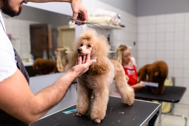 Miniature poodle at grooming salon
