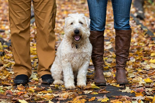 40 Medium Sized Dog Breeds That Might Just Be The Perfect Fit For You Gettyimages 911903974