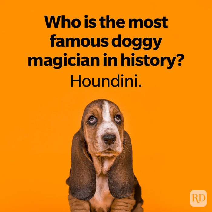 Dog Jokes That Will Leave You Laughing And Begging For More Adorable basset hound puppy dog sitting on an orange background