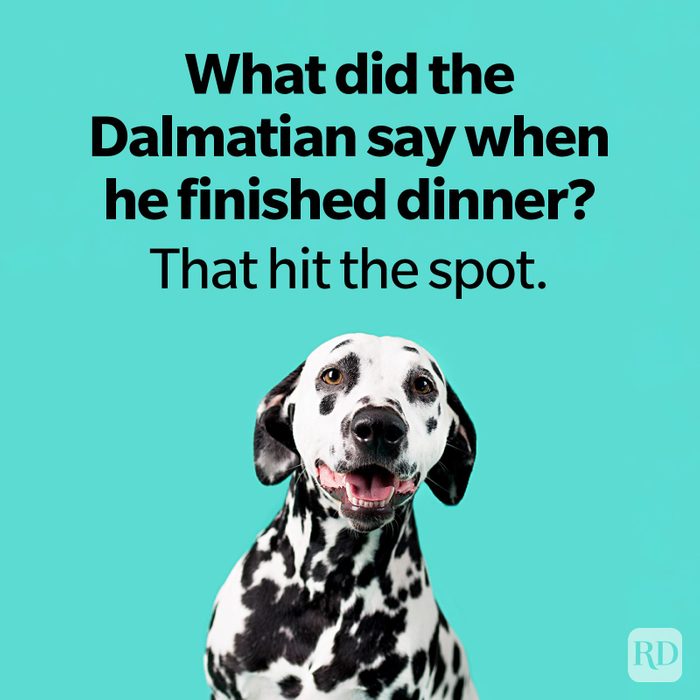 Dog Jokes That Will Leave You Laughing And Begging For More Beautiful Dalmation Dog on turquoise Colored Background