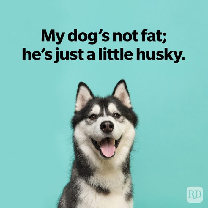 Dog Jokes That Will Leave You Laughing And Begging For More Husky dog portrait looking at the camera with mouth open on a turquoise blue background