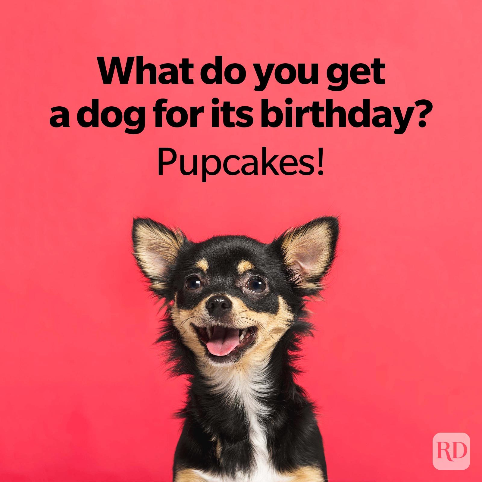 Dog Jokes That Will Leave You Laughing And Begging For More smiling Chihuahua on red background