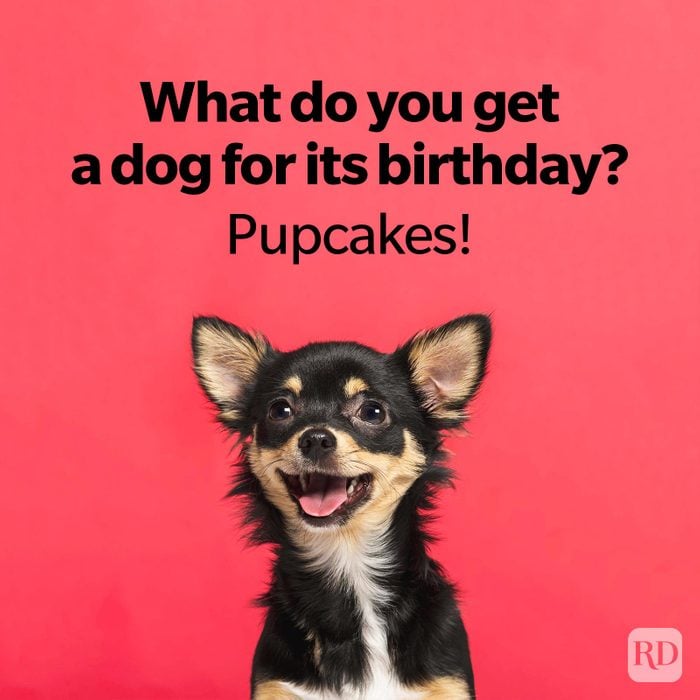 Dog Jokes That Will Leave You Laughing And Begging For More smiling Chihuahua on red background