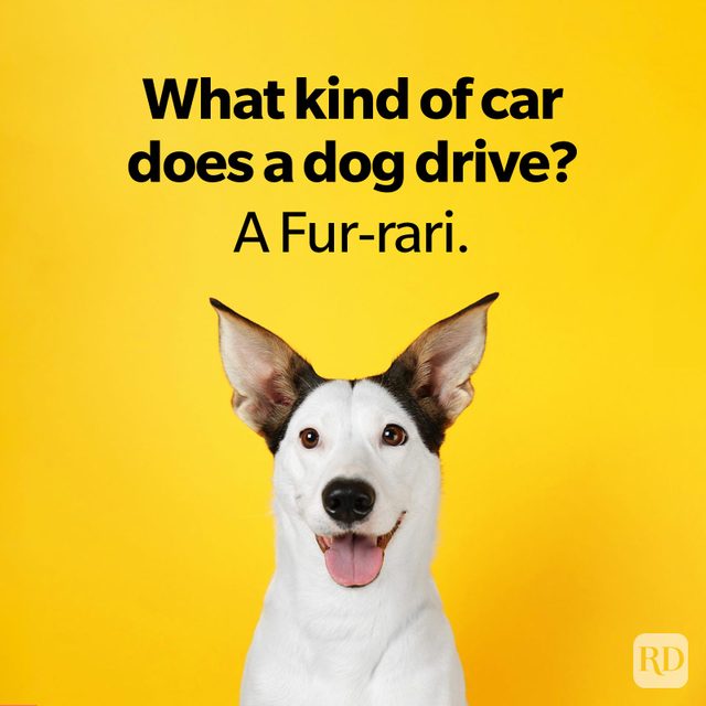 Dog Jokes That Will Leave You Laughing And Begging For More Funny Andalusian ratonero dog on yellow background